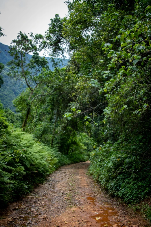 dirt road with a lot of greenery next to trees