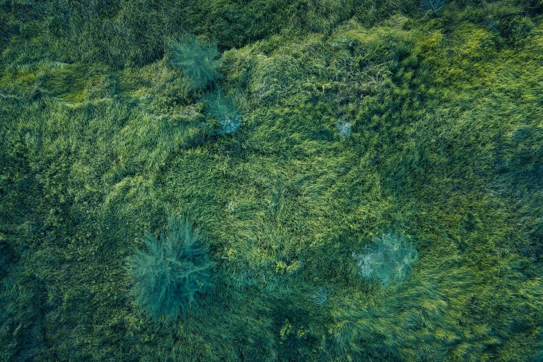 a blue and green sky with some green trees