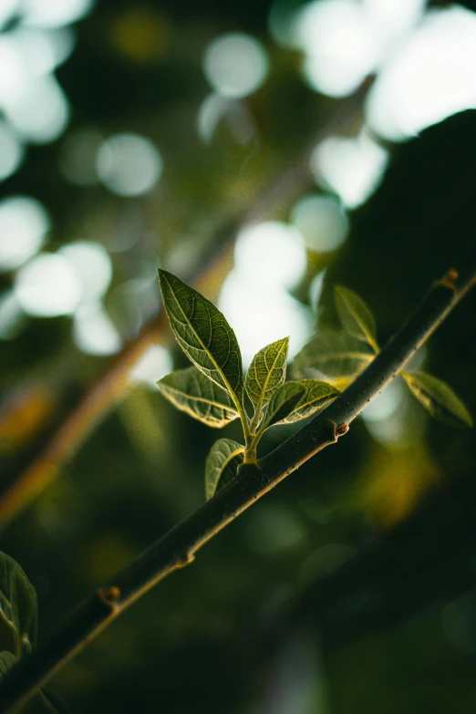 a green leaf is growing on a tree