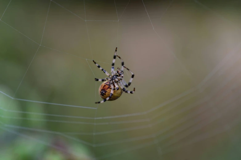 a spider hanging upside down in the center of its web