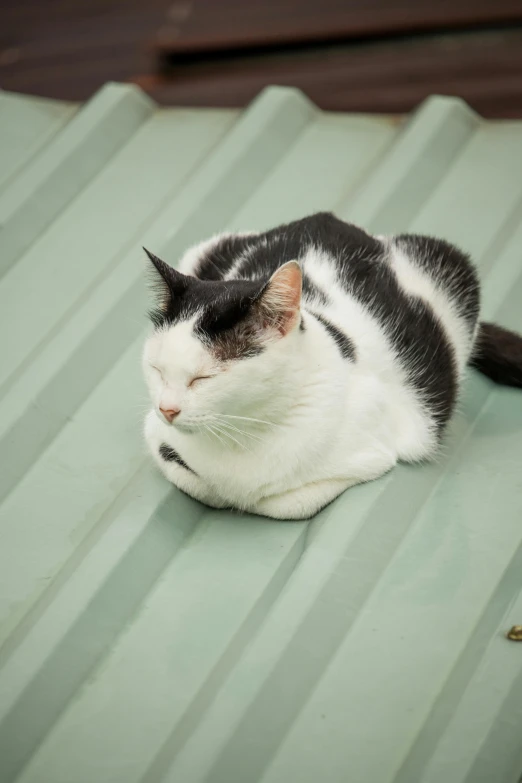 a white and black cat laying on top of a green surface