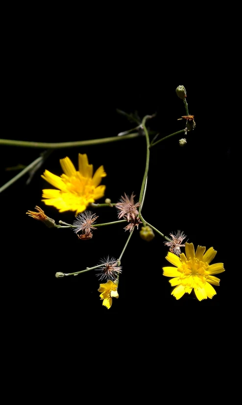 a single yellow flower with a black background