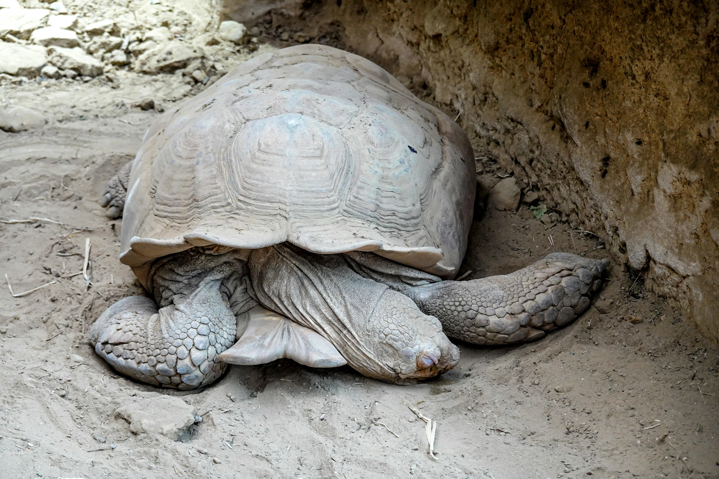 there is a large turtle that is in the sand