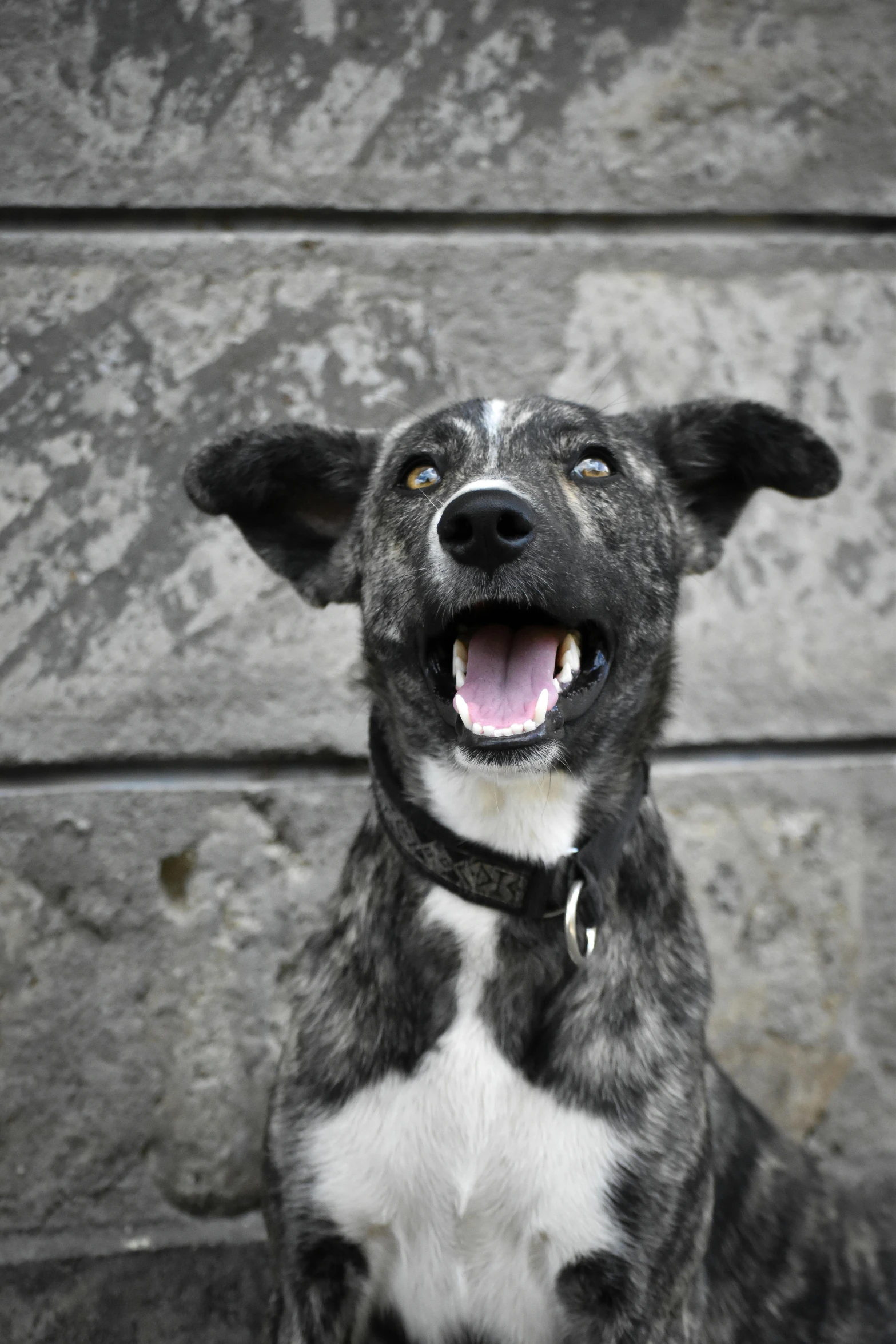 a black and white dog standing next to a wall