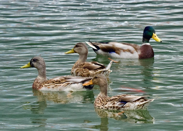 five ducks floating in the water together on a sunny day