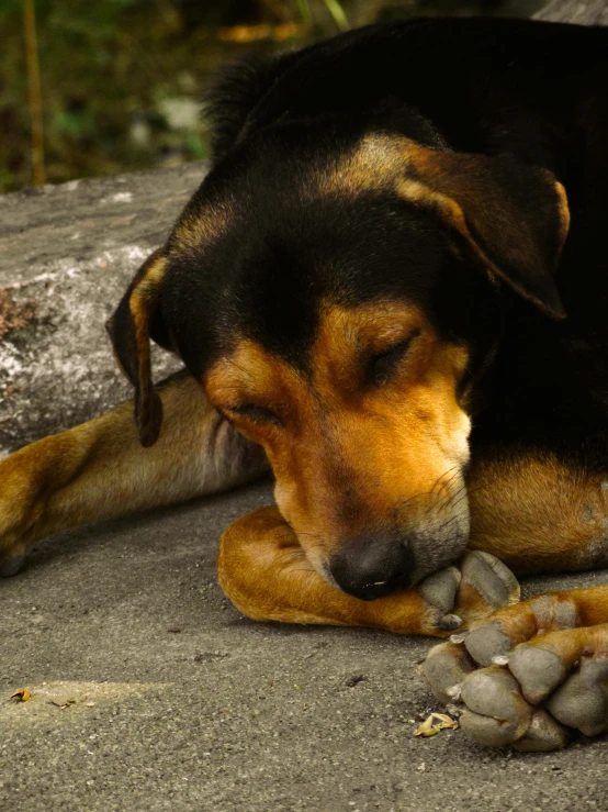 a dog laying on top of a tree trunk next to rock