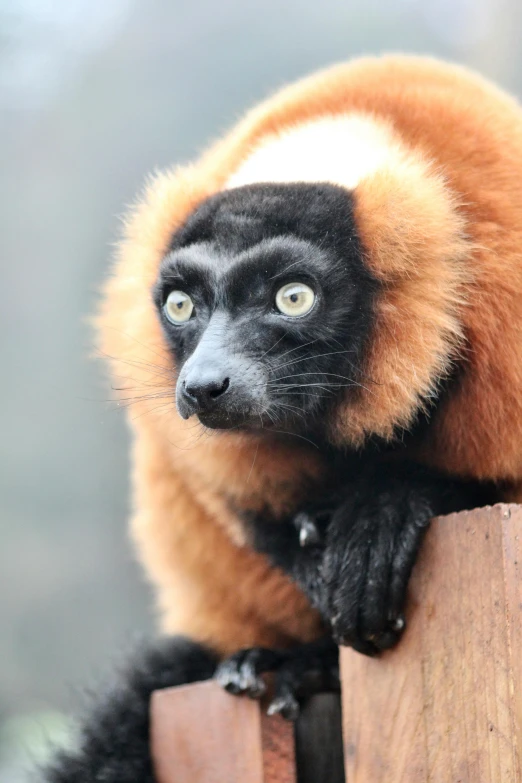 an animal that is sitting on some kind of wood