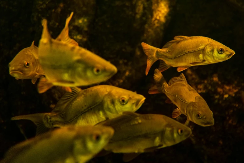 a number of fish in a tank with water