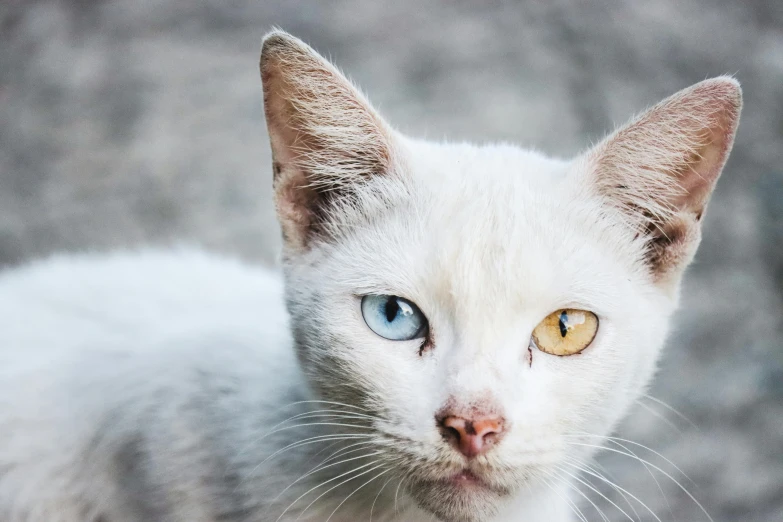 white kitten with blue and yellow eyes staring