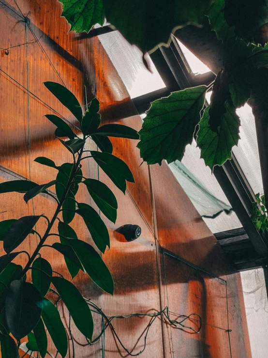 closeup s of the inside of an indoor greenhouse