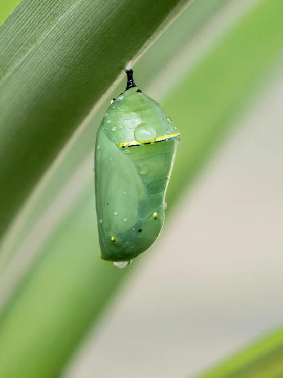 the underside of a green erfly milking on leaves