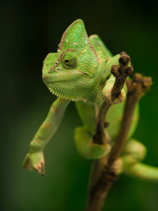 a green lizard is standing up on the end of a stick