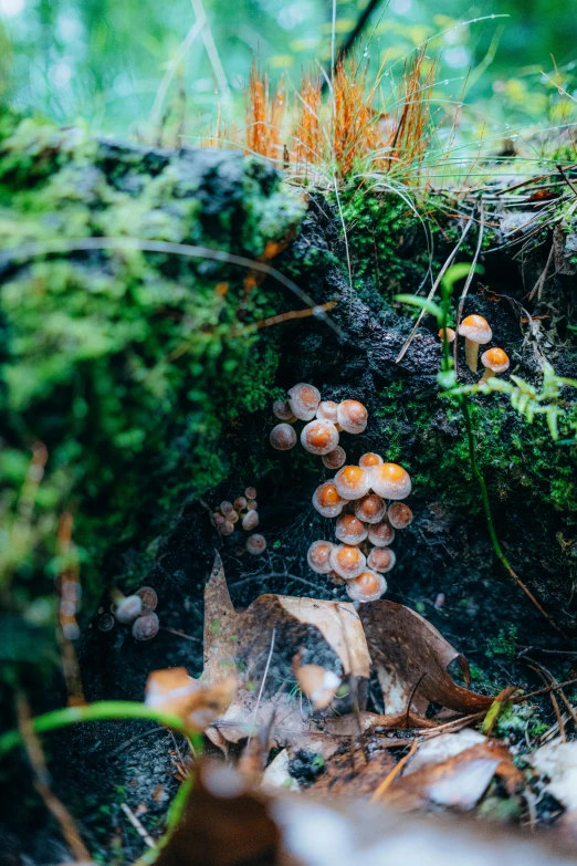 several mushrooms growing out of the ground in the forest