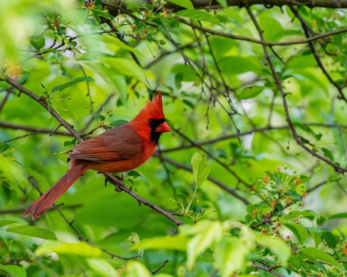 a bird perched on the nch of a tree