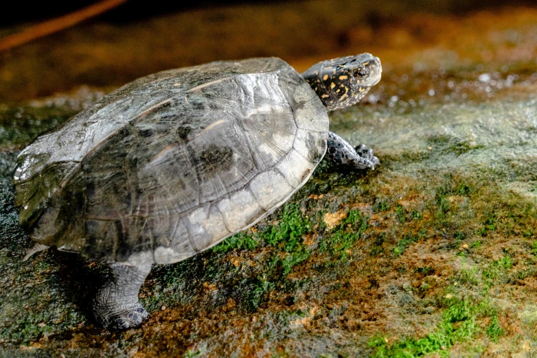 a green turtle that is laying down on the ground