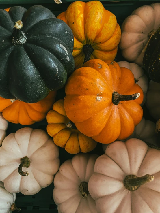 a group of colorful pumpkins sit on display