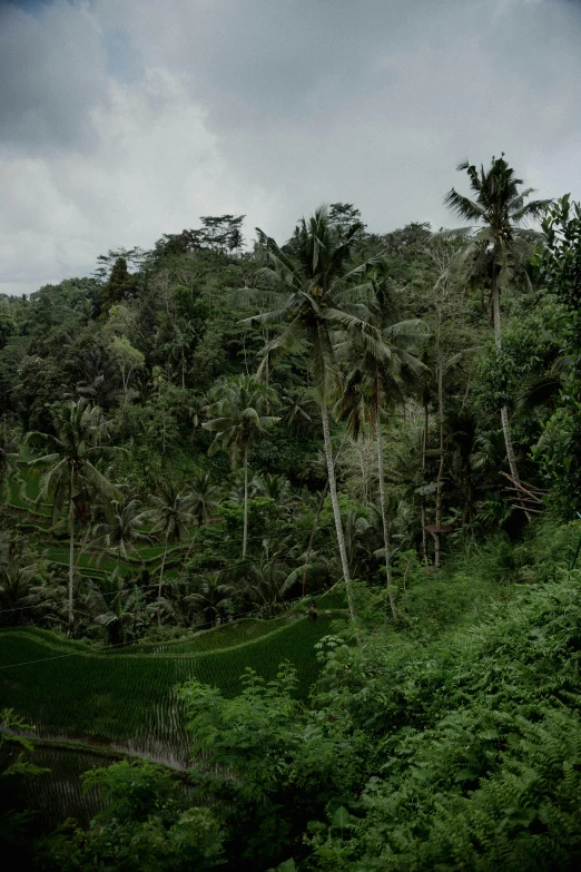 a lush green hillside covered in lots of trees