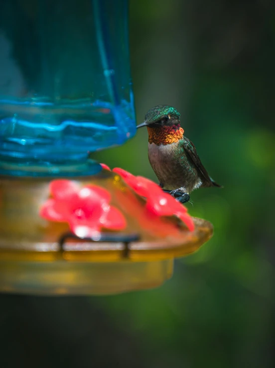 a hummingbird is drinking from a bird feeder