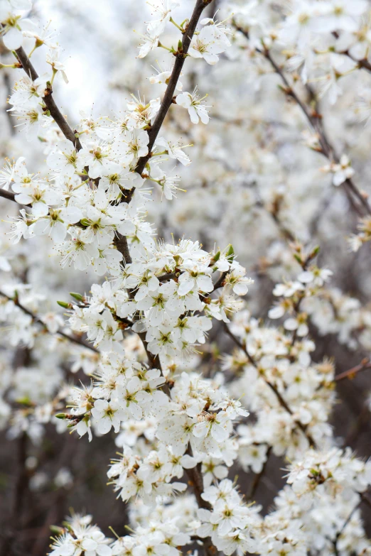 white flowers bloom on the nches of a tree