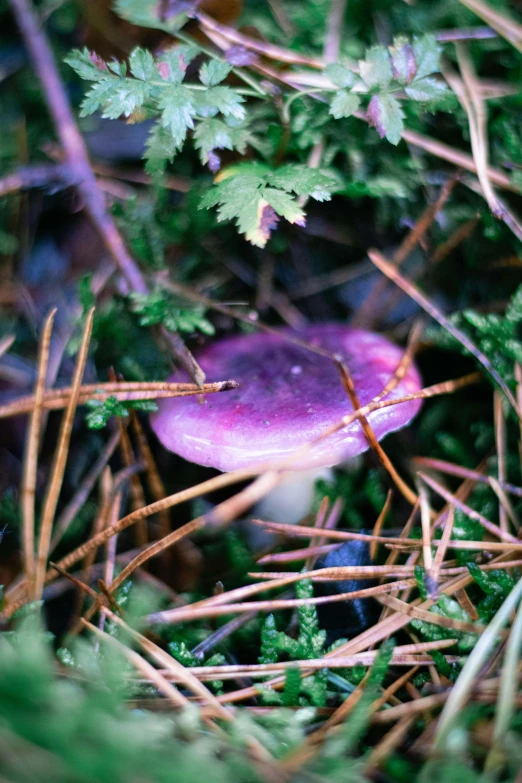 a purple mushroom is growing on the ground