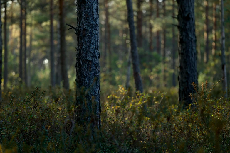 two young trees stand among some tall grass in a forest