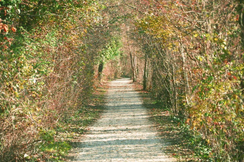 this is an old road going through some trees