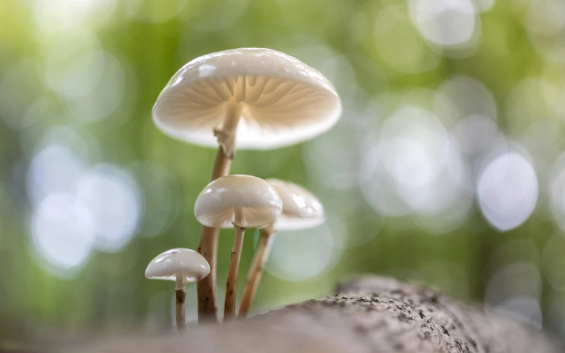 three little mushrooms with large white mushrooms in their tops