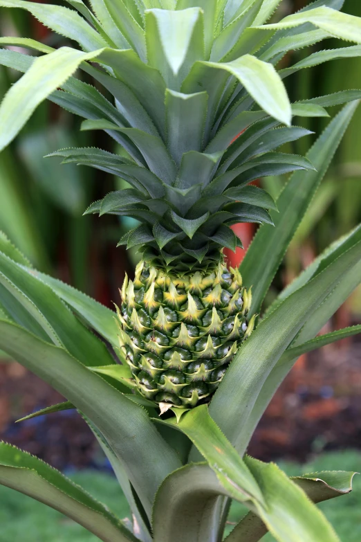 a pineapple growing at the end of a stalk in front of other plants