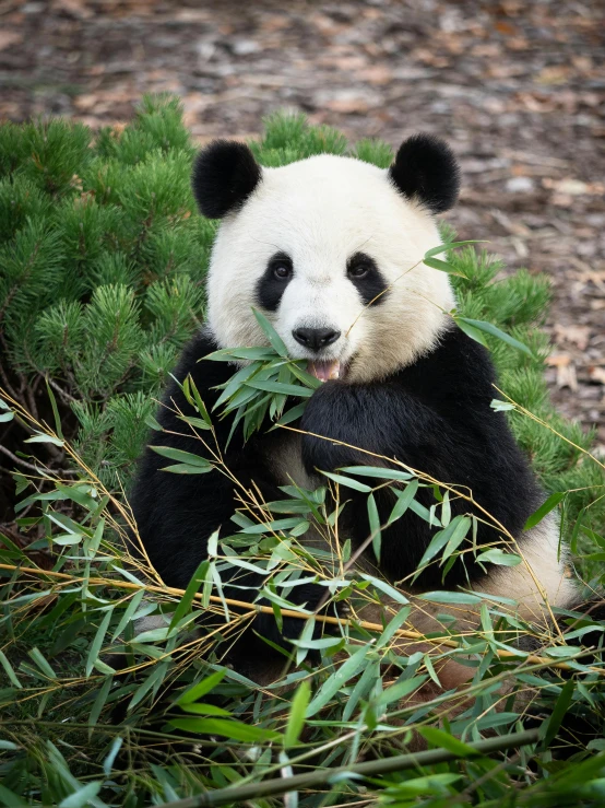 a small panda eating bamboo off the side of a tree