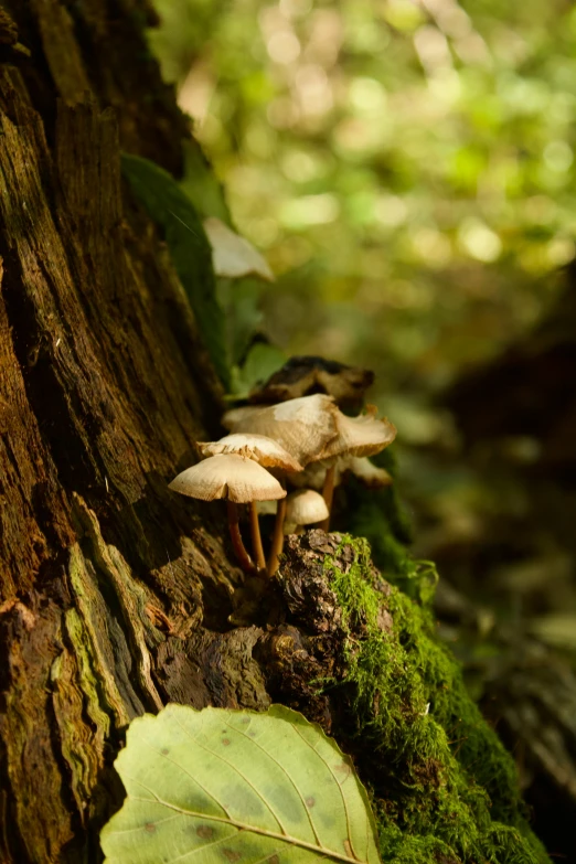 mushrooms growing out of the side of a tree in a forest