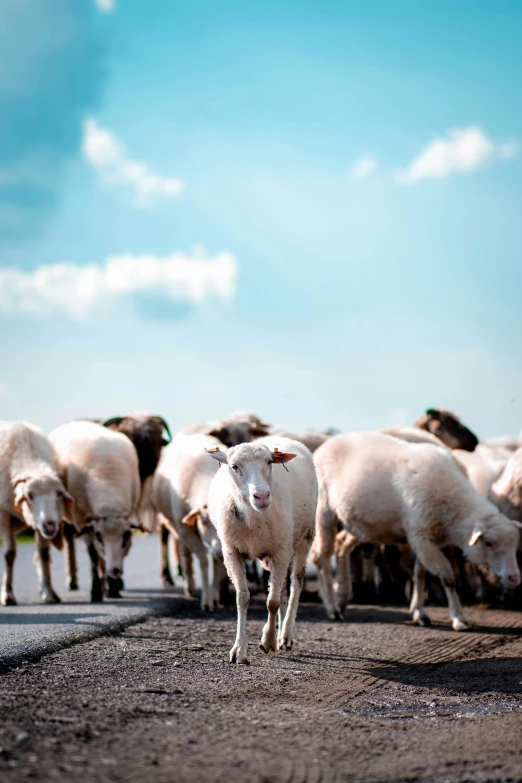 herd of sheep standing in the middle of road