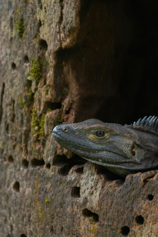 iguana head poking out of an outcropping on a wall