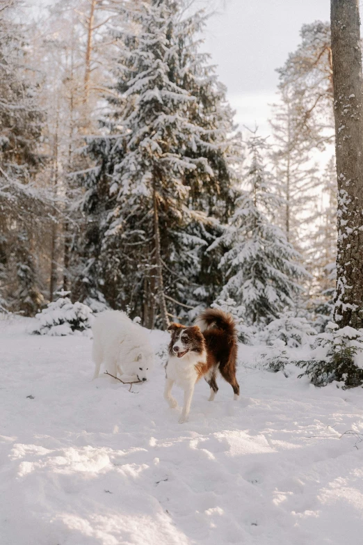 two dogs walking through the snow next to trees