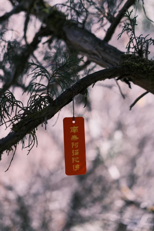 an orange tag hanging from a tree nch