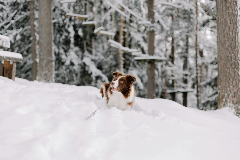 a dog playing in the snow with his owner