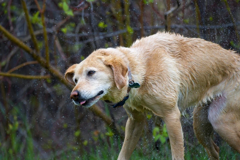 dog walking through rain with blurry trees behind him