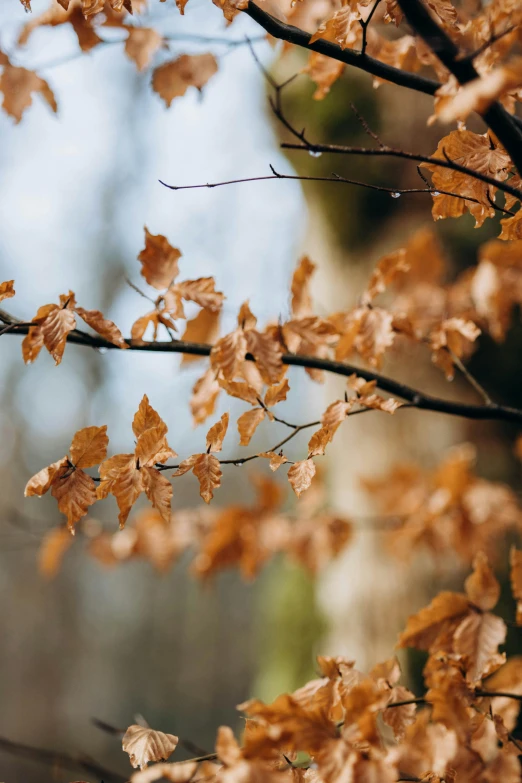 the leaves are on the nches in the fall