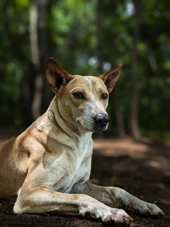 a very cute dog laying down by some trees