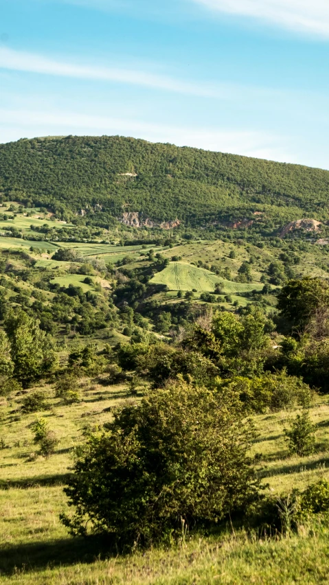 a horse standing on the side of a lush green hillside