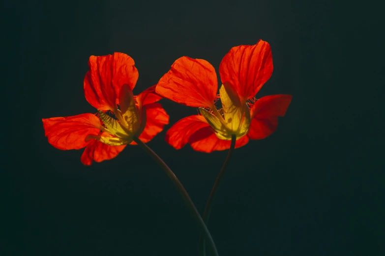 two red flowers against the dark background with no one