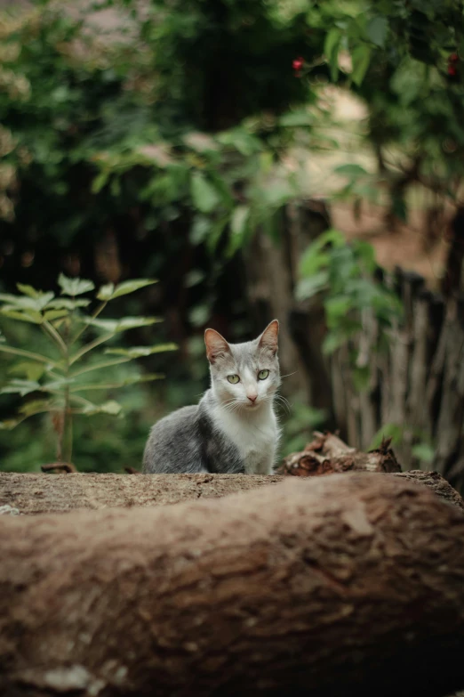 an adorable cat sits on some large logs