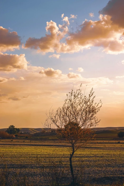 tree in field during sunset with clouds in sky