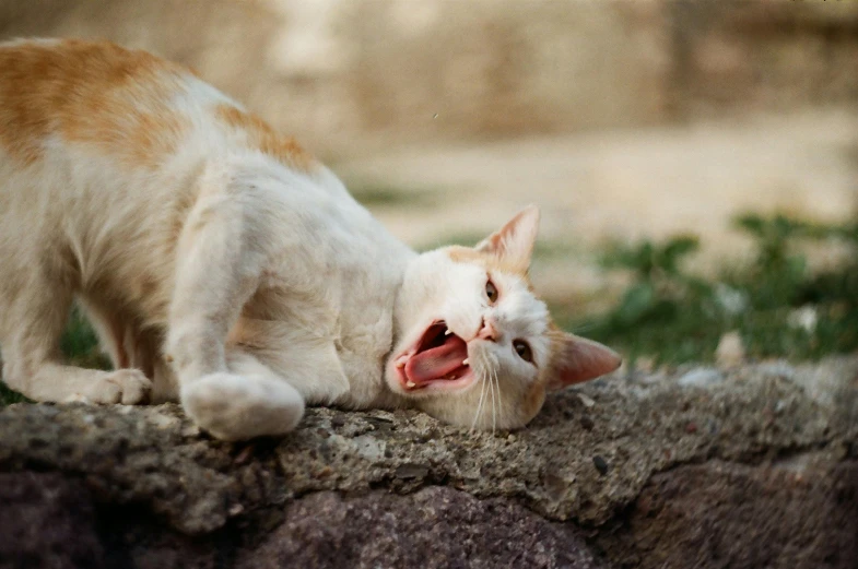 cat licking the face of another cat laying on some rocks