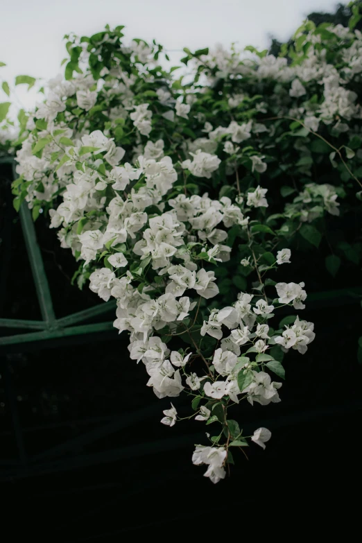 flowers in the bush near a metal window