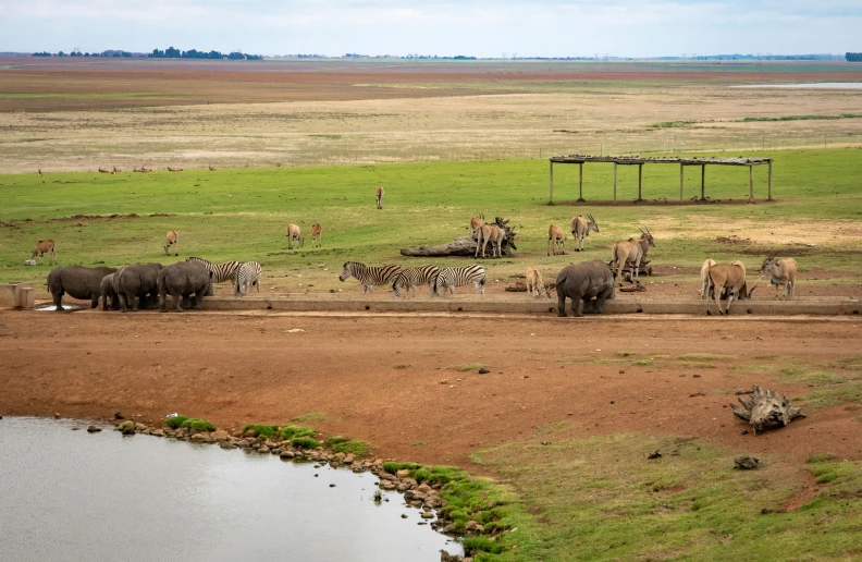 herd of elephants and zes walking across grassy land