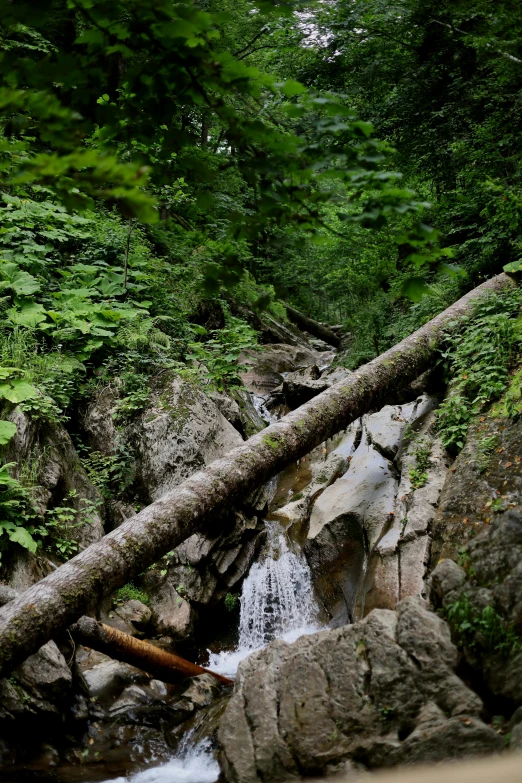 a water fall with a broken tree on it