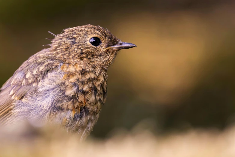 a bird that is standing in the grass