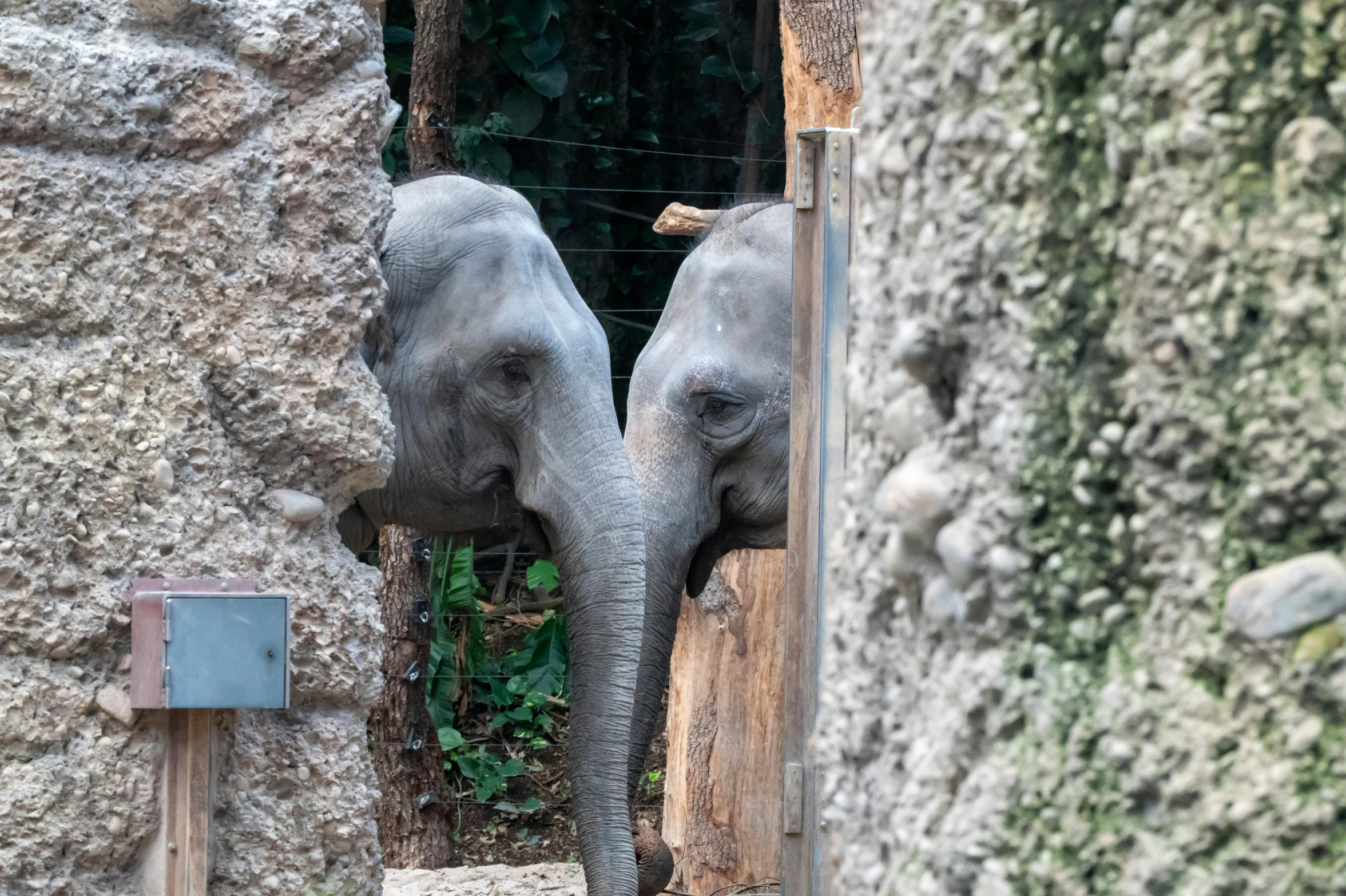 two elephants are poking their trunks into a stone structure