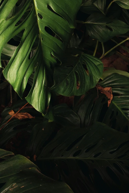 a close up of many green leaves near one another