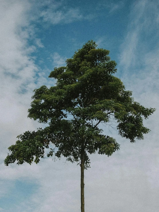 a giraffe standing in front of a tall tree